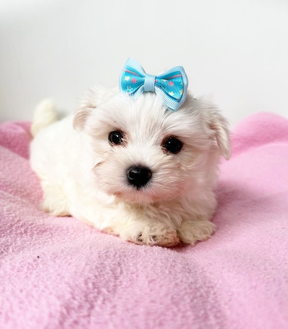 Canil Coração de Quatro Patas - Ambiente familiar