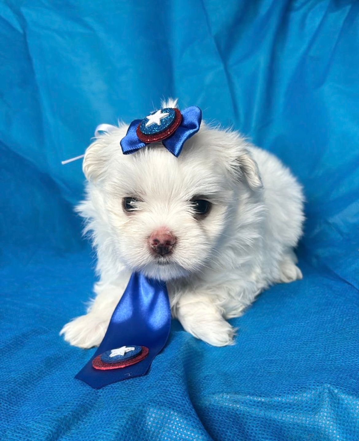 Canil Coração de Quatro Patas - Ambiente familiar